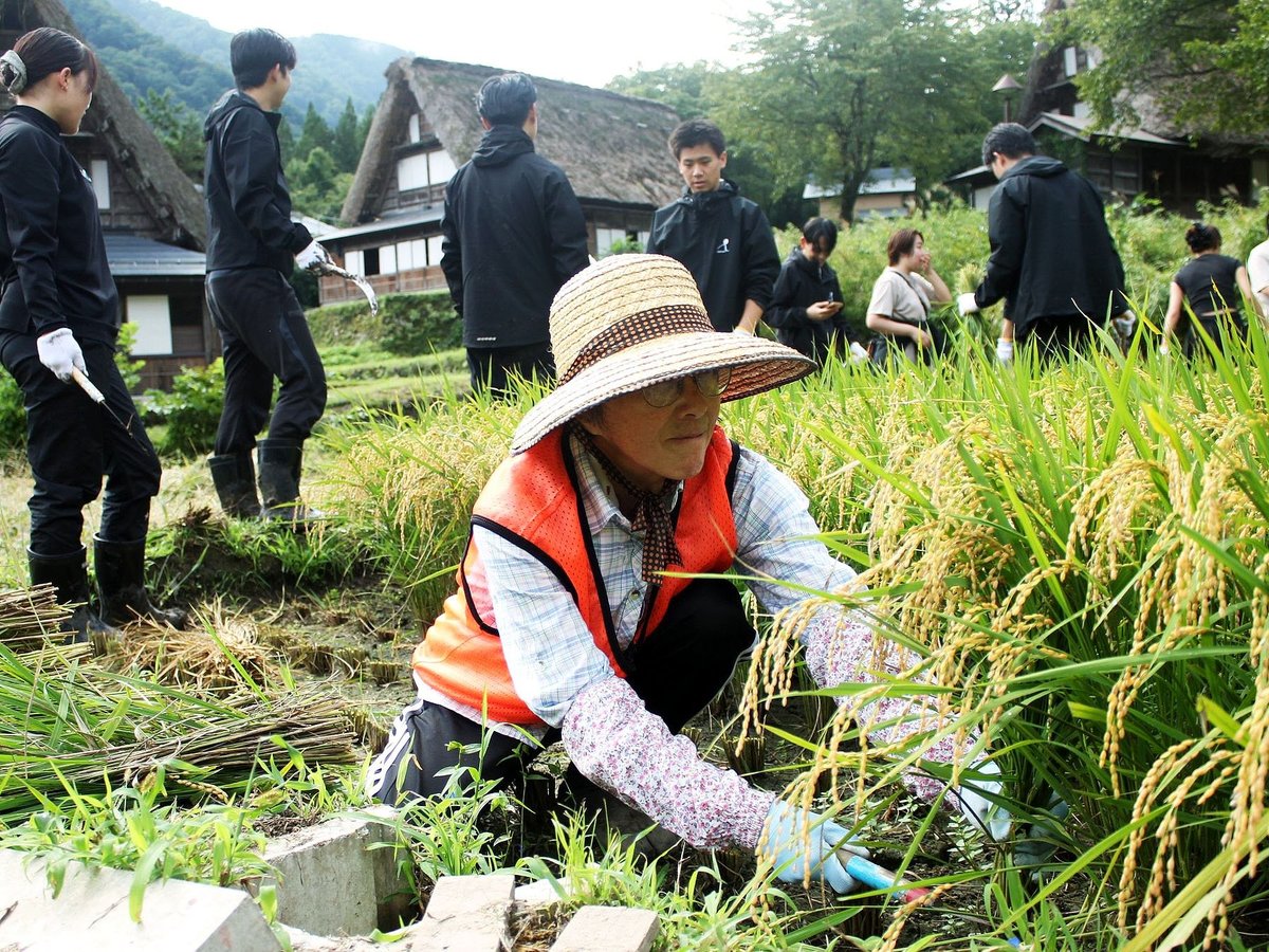 南砺・相倉合掌集落で棚田オーナーら稲刈り　｜北日本新聞webunプラス